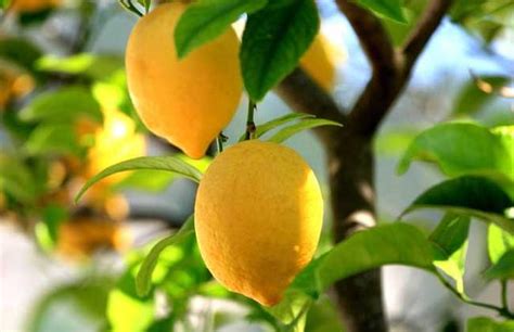 檸檬樹上檸檬果 檸檬樹下你和我 竹柏代表什麼